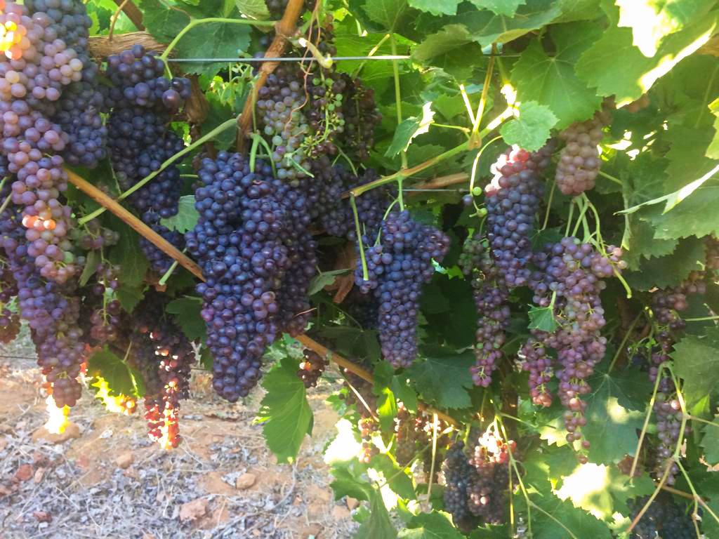 Currants raisins