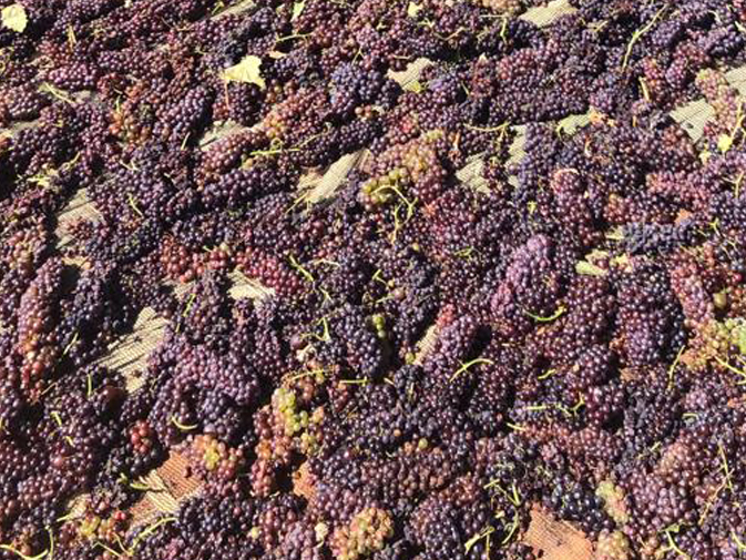 Currants raisins