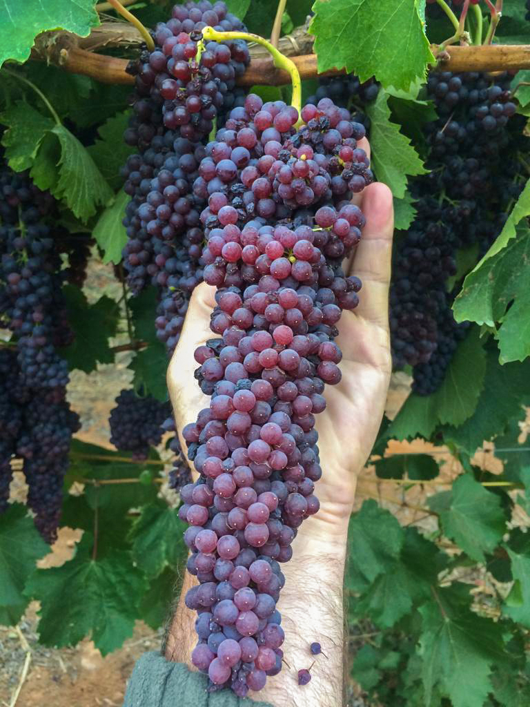 Currants raisins