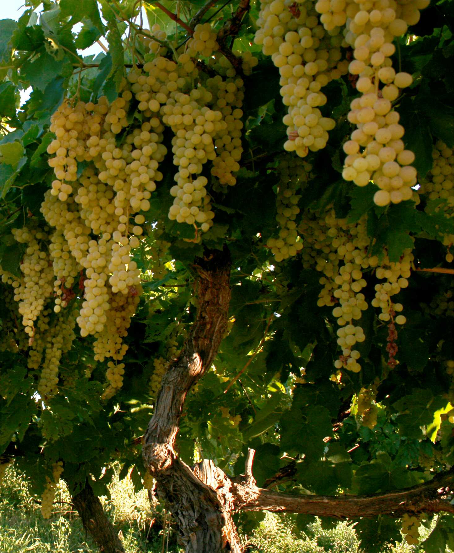Organic Thompsons raisins