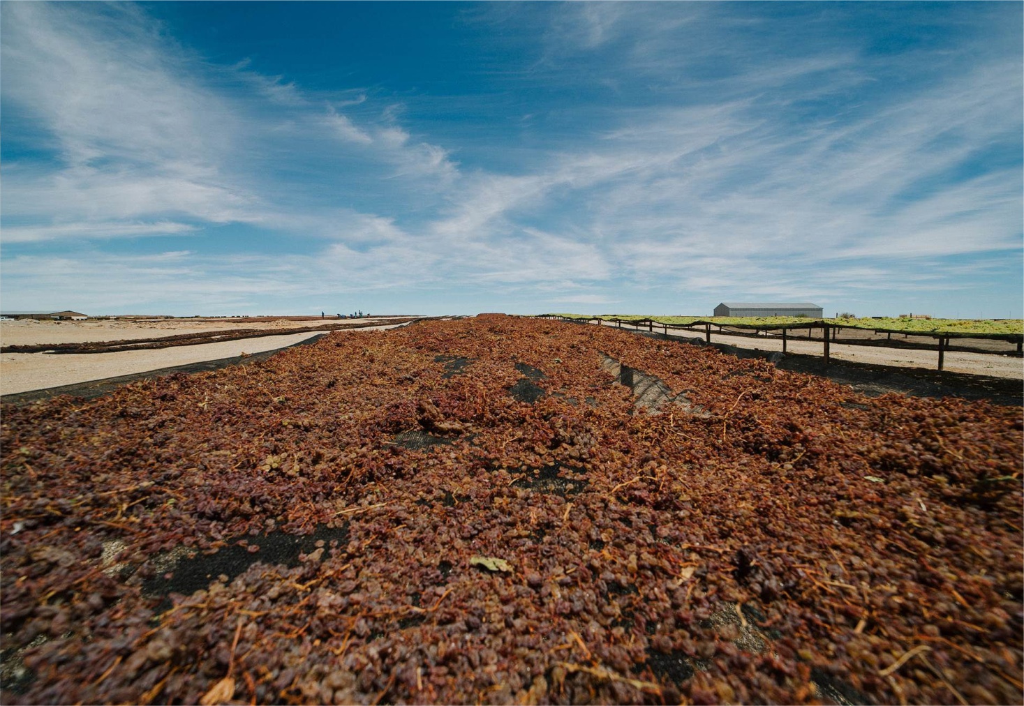 Thompsons raisins